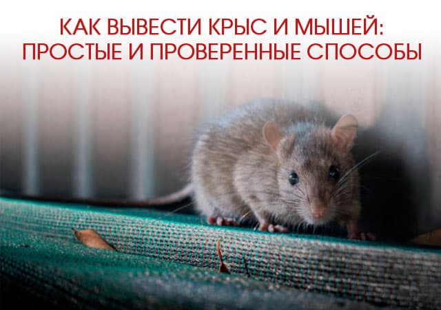 Как вывести крыс и мышей в Протвино: простые и проверенные способы