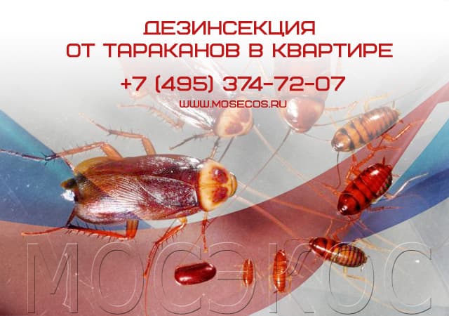 Дезинсекция от тараканов в квартире в Протвино