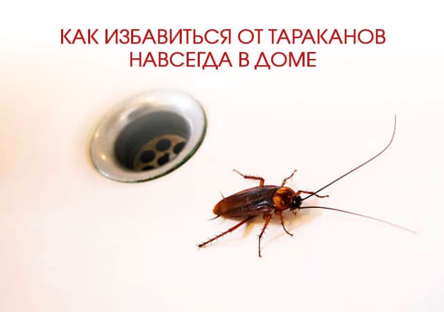Как избавиться от тараканов в доме в Протвино