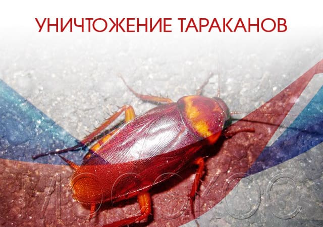 Уничтожение тараканов в Протвино