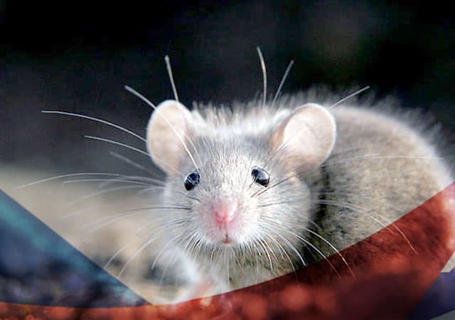 Уничтожение мышей в Протвино