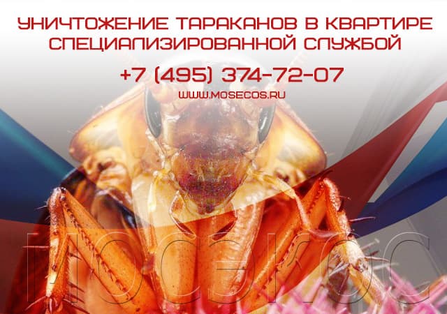 Уничтожение тараканов специализированной службой в Протвино